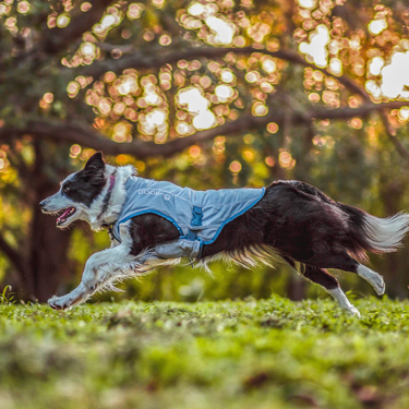 core dog cooling vest with zipper