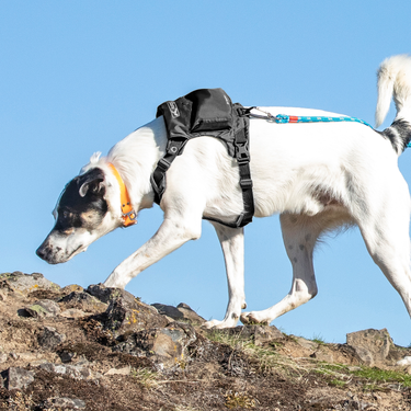 stash and dash dog harness