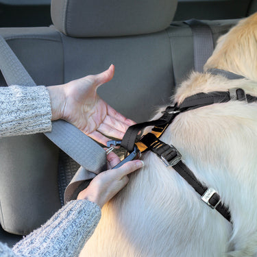 crash tested car dog harness 