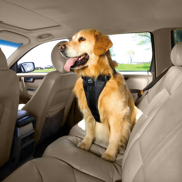 large dog on car back seat wearing crash tested car dog harness 