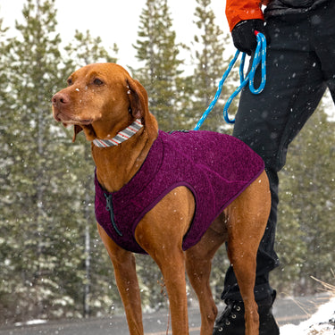 dog wearing a purple dog coat