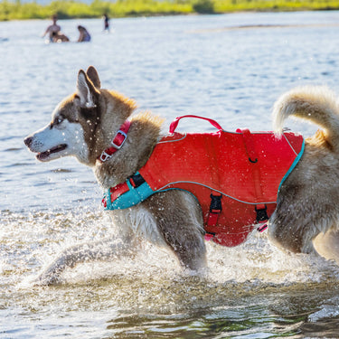 Dog in the water wearing the Surf N Turf Dog Life Jacket