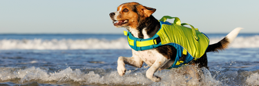 small dog on the beach wearing surf n turf dog life jacket