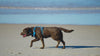 beautiful dog wearing blue journey air dog harness on the beach