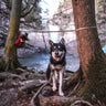 dog travel camping ridgeline tie out 