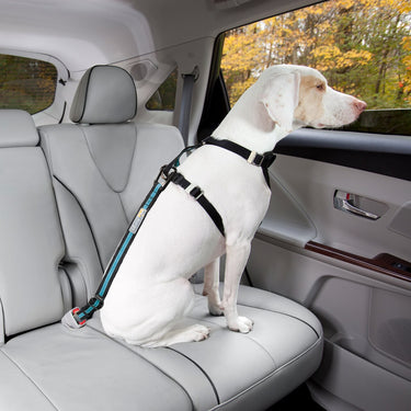 dog seat belt tether 