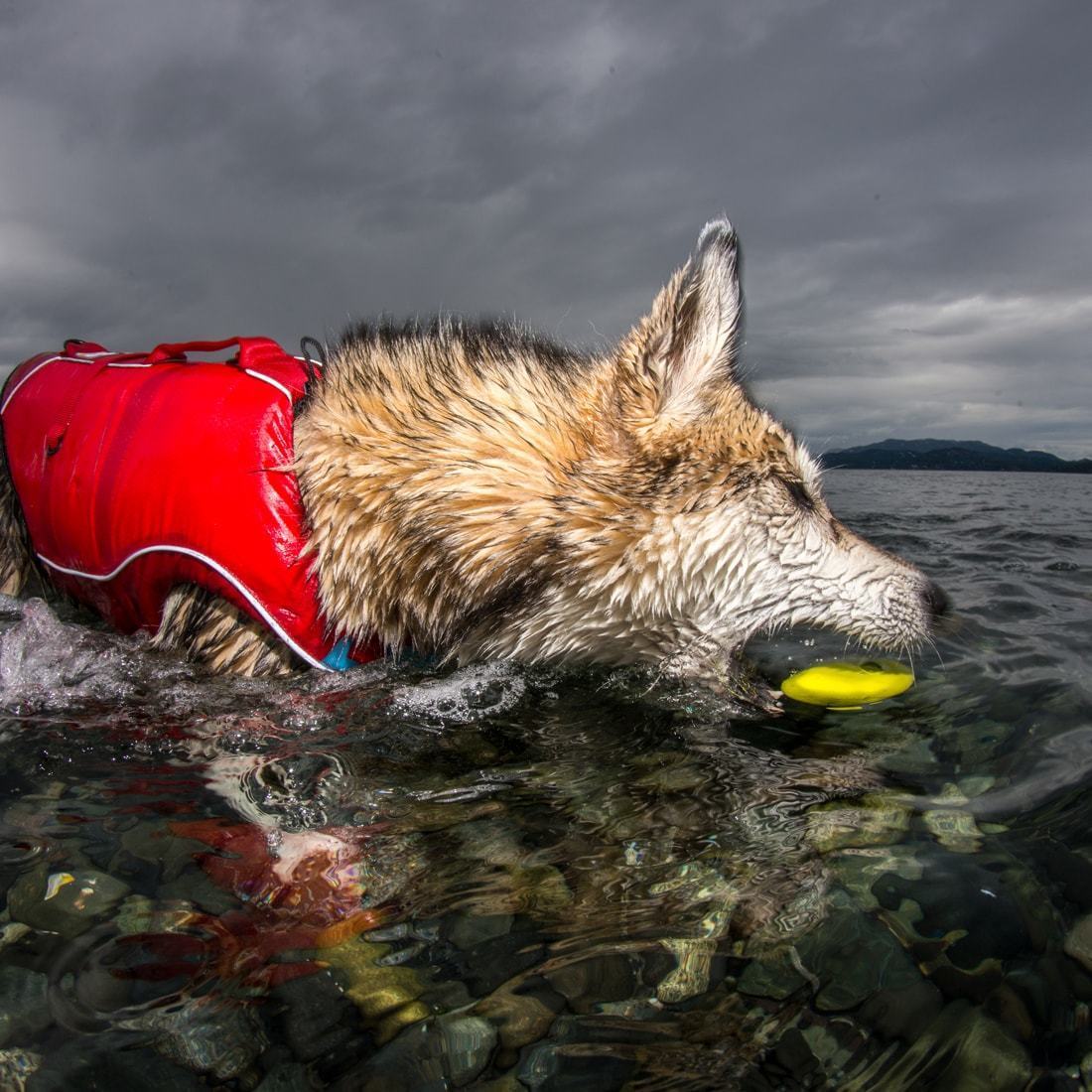 Kurgo dog toys shop