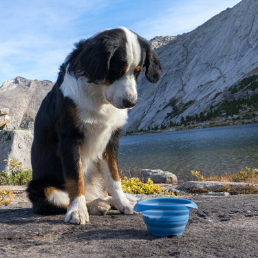 Dog drinking from Collaps A Bowl Blue