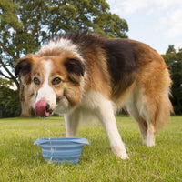 Dog drinking from Collaps A Bowl Blue